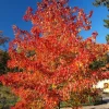 Sunset Red Maple Tree Live Plant - 2-4 Ft Tall, 5-Gallon Pot - Shade Tree - Image 1