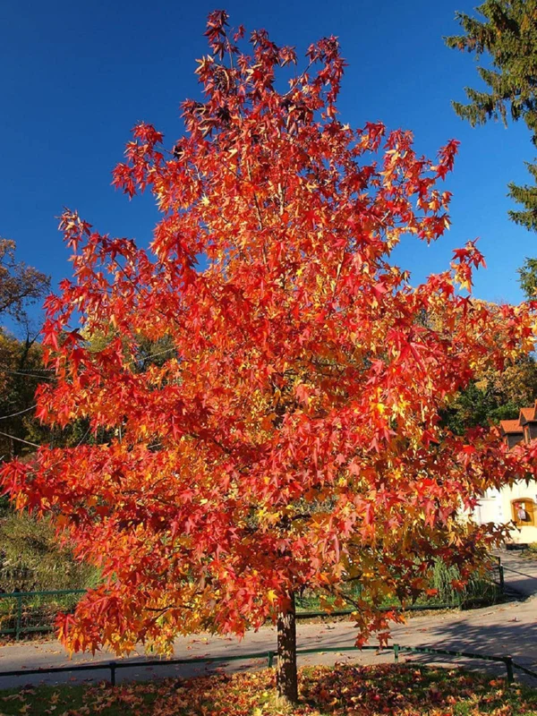 Sunset Red Maple Tree Live Plant - 2-4 Ft Tall, 5-Gallon Pot - Shade Tree - Image 1