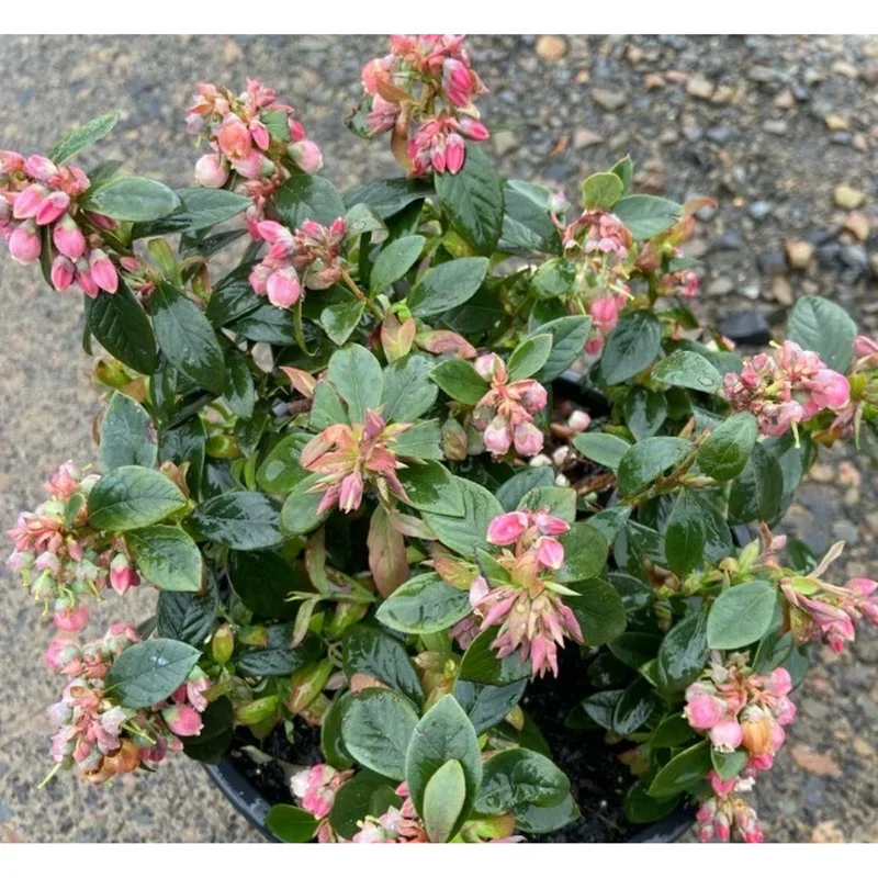 Sunshine Blueberry Live Plant – Compact Bush for Home Garden – 4-8 Inch Tall Sunshine Blueberry Live Plant – Compact Bush for Home Garden – 4-8 Inch Tall - Image 3