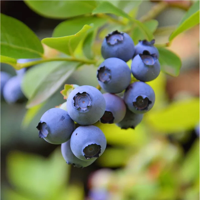 Sunshine Blueberry Live Plant – Compact Bush for Home Garden – 4-8 Inch Tall Sunshine Blueberry Live Plant – Compact Bush for Home Garden – 4-8 Inch Tall - Image 4