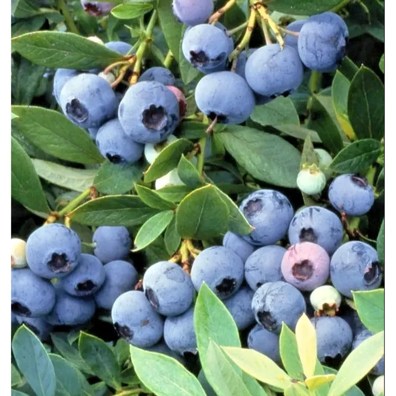 Sunshine Blueberry Live Plant – Compact Bush for Home Garden – 4-8 Inch Tall Sunshine Blueberry Live Plant – Compact Bush for Home Garden – 4-8 Inch Tall - Image 6