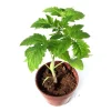 Super Bush Tomato Live Plant – Heirloom Seedling – 4 Inch Pot – 5-8 Inch Tall - Image 1