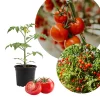 Super Bush Tomato Plant – Sweet Tomatoes – Live Plant – 4-6 Inches Tall Super Bush Tomato Plant – Sweet Tomatoes – Live Plant – 4-6 Inches Tall - Image 1