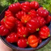 Surinam Cherry Live Plant – Edible Fruit Tree – 5 to 8 Inches Tall – Outdoor - Image 1