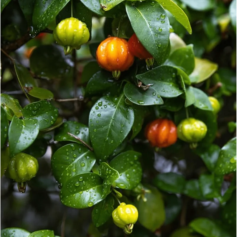 Surinam Cherry Tree Live Plant – Sweet Fruit – 6 to 10 Inch Tall in 4" Pot Surinam Cherry Tree Live Plant – Sweet Fruit – 6 to 10 Inch Tall in 4" Pot - Image 2