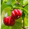 Surinam Cherry Tree Live Plant – Sweet Fruit – 6 to 10 Inch Tall in 4" Pot Surinam Cherry Tree Live Plant – Sweet Fruit – 6 to 10 Inch Tall in 4" Pot - Image 1