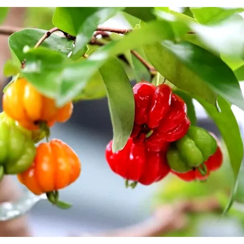 Surinam Cherry Tree Live Plant – Sweet Fruit – 6 to 10 Inch Tall in 4" Pot Surinam Cherry Tree Live Plant – Sweet Fruit – 6 to 10 Inch Tall in 4" Pot - Image 3