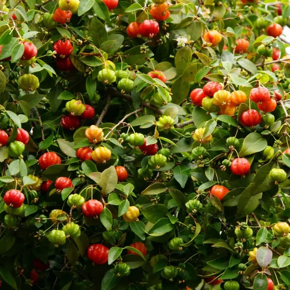 Surinam Cherry Tree Live Plant – Sweet Fruit – 6 to 10 Inch Tall in 4" Pot Surinam Cherry Tree Live Plant – Sweet Fruit – 6 to 10 Inch Tall in 4" Pot - Image 4