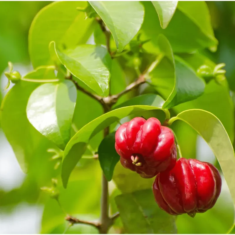 Surinam Cherry Tree Live Plant – Sweet Fruit – 6 to 10 Inch Tall in 4" Pot Surinam Cherry Tree Live Plant – Sweet Fruit – 6 to 10 Inch Tall in 4" Pot - Image 5