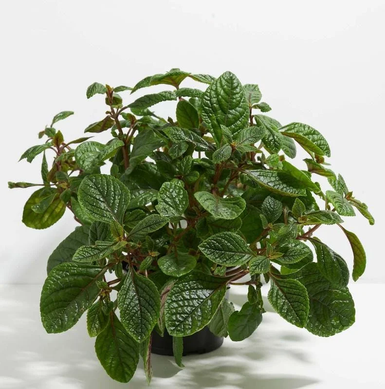 Swedish Ivy Ciliatus Live Plant - 2-Pack, 4-6" Tall Trailing Houseplant in 2" Pots, Indoor/Outdoor Swedish Ivy Ciliatus Live Plant - 2-Pack, 4-6" Tall Trailing Houseplant in 2" Pots, Indoor/Outdoor - Image 2