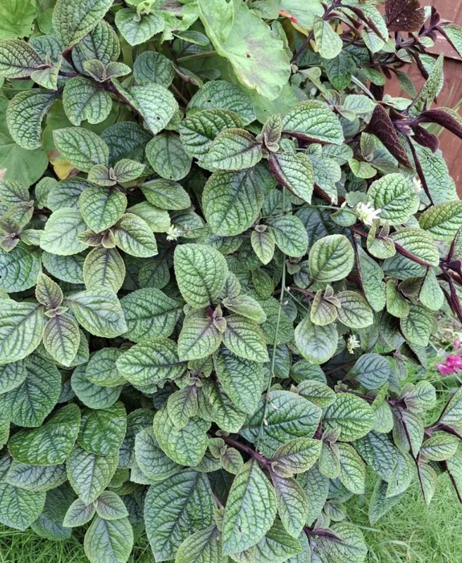 Swedish Ivy Ciliatus Live Plant - 2-Pack, 4-6" Tall Trailing Houseplant in 2" Pots, Indoor/Outdoor Swedish Ivy Ciliatus Live Plant - 2-Pack, 4-6" Tall Trailing Houseplant in 2" Pots, Indoor/Outdoor - Image 3