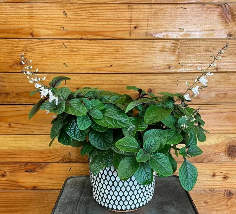 Swedish Ivy Ciliatus Live Plant - 2-Pack, 4-6" Tall Trailing Houseplant in 2" Pots, Indoor/Outdoor Swedish Ivy Ciliatus Live Plant - 2-Pack, 4-6" Tall Trailing Houseplant in 2" Pots, Indoor/Outdoor - Image 4