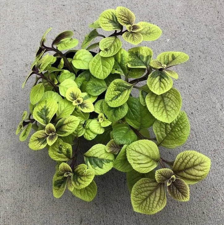 Swedish Ivy Ciliatus Live Plant - 2-Pack, 4-6" Tall Trailing Houseplant in 2" Pots, Indoor/Outdoor Swedish Ivy Ciliatus Live Plant - 2-Pack, 4-6" Tall Trailing Houseplant in 2" Pots, Indoor/Outdoor - Image 1