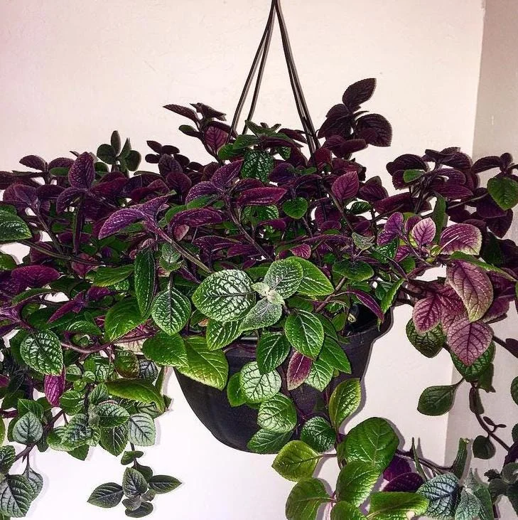 Swedish Ivy Ciliatus Live Plant - 2-Pack, 4-6" Tall Trailing Houseplant in 2" Pots, Indoor/Outdoor Swedish Ivy Ciliatus Live Plant - 2-Pack, 4-6" Tall Trailing Houseplant in 2" Pots, Indoor/Outdoor - Image 5