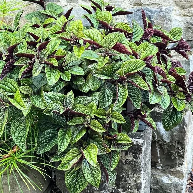 Swedish Ivy Ciliatus Live Plant - 2-Pack, 4-6" Tall Trailing Houseplant in 2" Pots, Indoor/Outdoor Swedish Ivy Ciliatus Live Plant - 2-Pack, 4-6" Tall Trailing Houseplant in 2" Pots, Indoor/Outdoor - Image 6