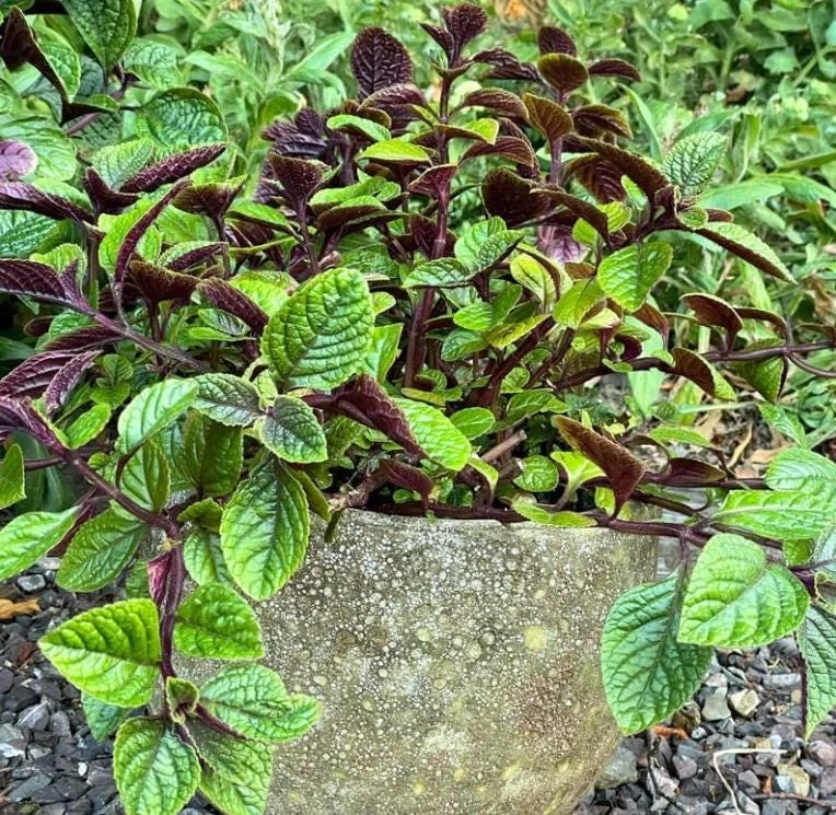 Swedish Ivy Ciliatus Live Plant - 2-Pack, 4-6" Tall Trailing Houseplant in 2" Pots, Indoor/Outdoor Swedish Ivy Ciliatus Live Plant - 2-Pack, 4-6" Tall Trailing Houseplant in 2" Pots, Indoor/Outdoor - Image 9