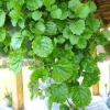 Swedish Ivy Live Plant, 4 Inch Pot - Easy Care Trailing Indoor Houseplant Swedish Ivy Live Plant, 4 Inch Pot - Easy Care Trailing Indoor Houseplant - Image 1
