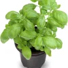 Sweet Basil Live Herb Plants – 2 Pack, 4 Inch Pot, Culinary Herb for Indoor & Outdoor Growing Sweet Basil Live Herb Plants – 2 Pack, 4 Inch Pot, Culinary Herb for Indoor & Outdoor Growing - Image 1