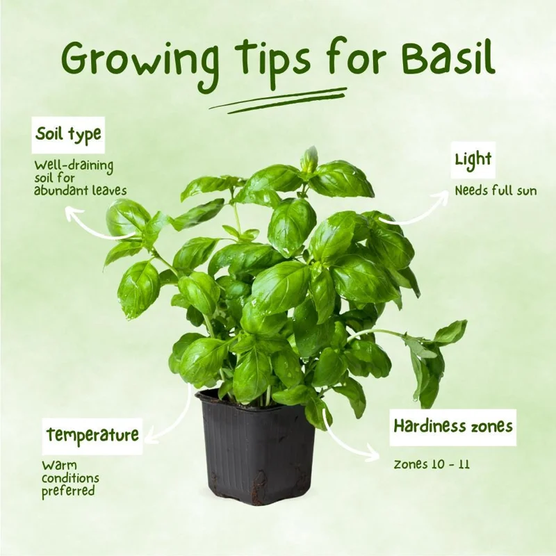 Sweet Basil Live Plant – 3-5 Inch Tall Fragrant Herb for Indoor & Outdoor - Image 2