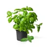 Sweet Basil Live Plant – 3-5 Inch Tall Fragrant Herb for Indoor & Outdoor - Image 1
