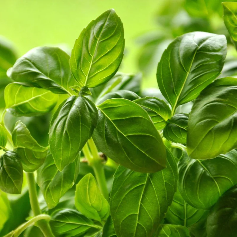 Sweet Basil Live Plant 4-6 Inch Tall - Heirloom Herb for Indoor & Outdoor Sweet Basil Live Plant 4-6 Inch Tall - Heirloom Herb for Indoor & Outdoor - Image 2