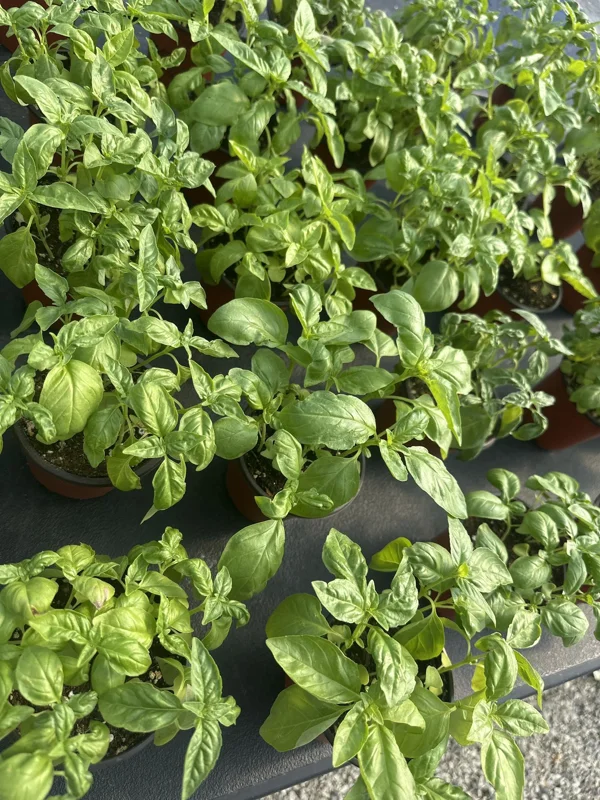 Sweet Basil Live Plant 4-6 Inch Tall - Heirloom Herb for Indoor & Outdoor Sweet Basil Live Plant 4-6 Inch Tall - Heirloom Herb for Indoor & Outdoor - Image 3