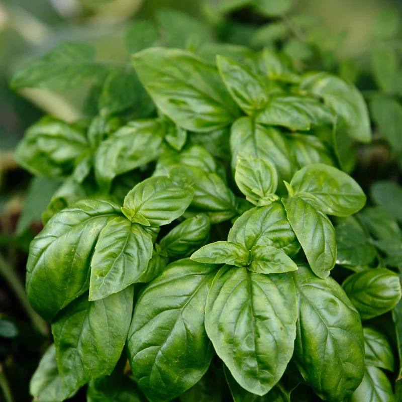 Sweet Basil Live Plant 4-6 Inch Tall - Heirloom Herb for Indoor & Outdoor Sweet Basil Live Plant 4-6 Inch Tall - Heirloom Herb for Indoor & Outdoor - Image 4