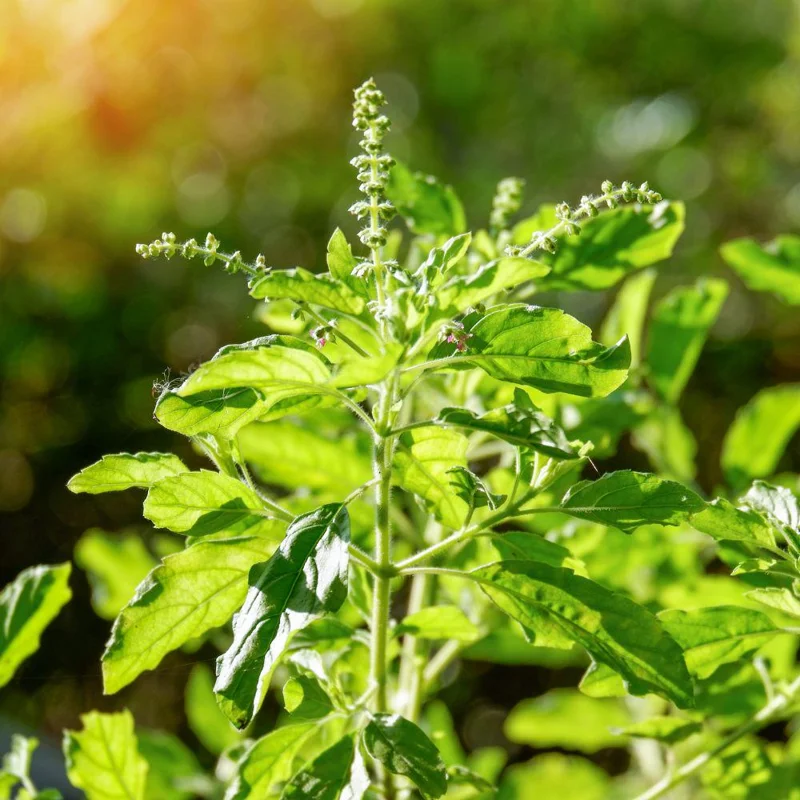 Sweet Basil Live Plant 4-6 Inch Tall - Heirloom Herb for Indoor & Outdoor Sweet Basil Live Plant 4-6 Inch Tall - Heirloom Herb for Indoor & Outdoor - Image 5