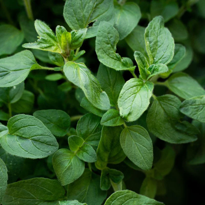 Sweet Basil Live Plant 4-6 Inch Tall - Heirloom Herb for Indoor & Outdoor Sweet Basil Live Plant 4-6 Inch Tall - Heirloom Herb for Indoor & Outdoor - Image 6