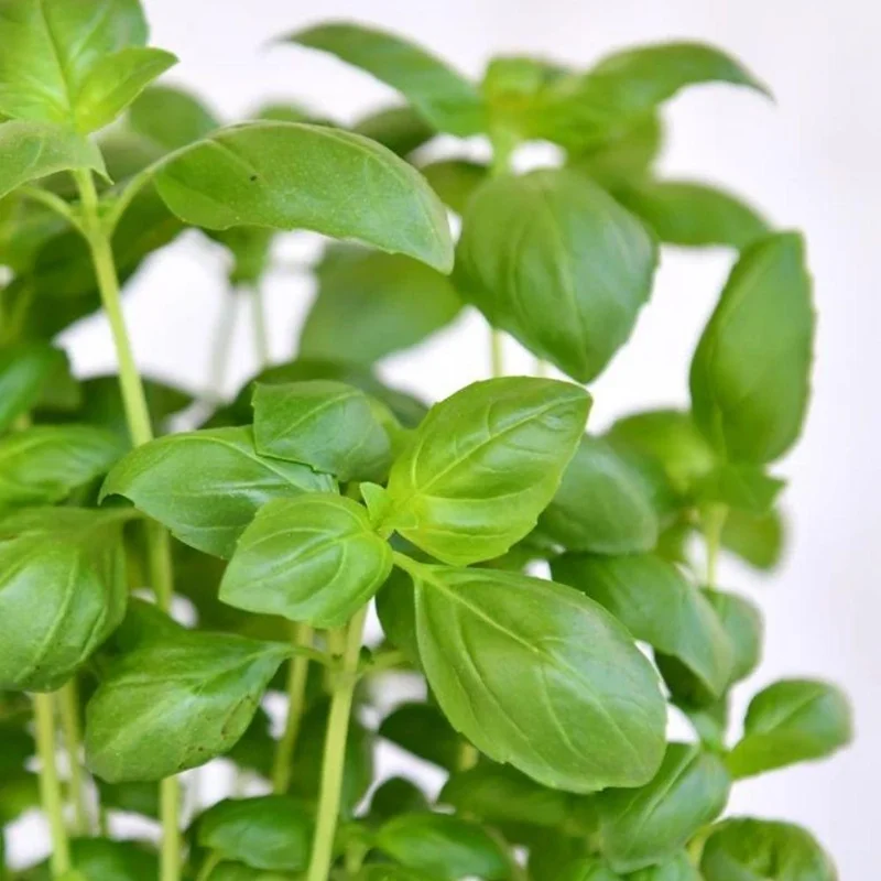 Sweet Basil Live Plant 4-6 Inch Tall - Heirloom Herb for Indoor & Outdoor Sweet Basil Live Plant 4-6 Inch Tall - Heirloom Herb for Indoor & Outdoor - Image 7