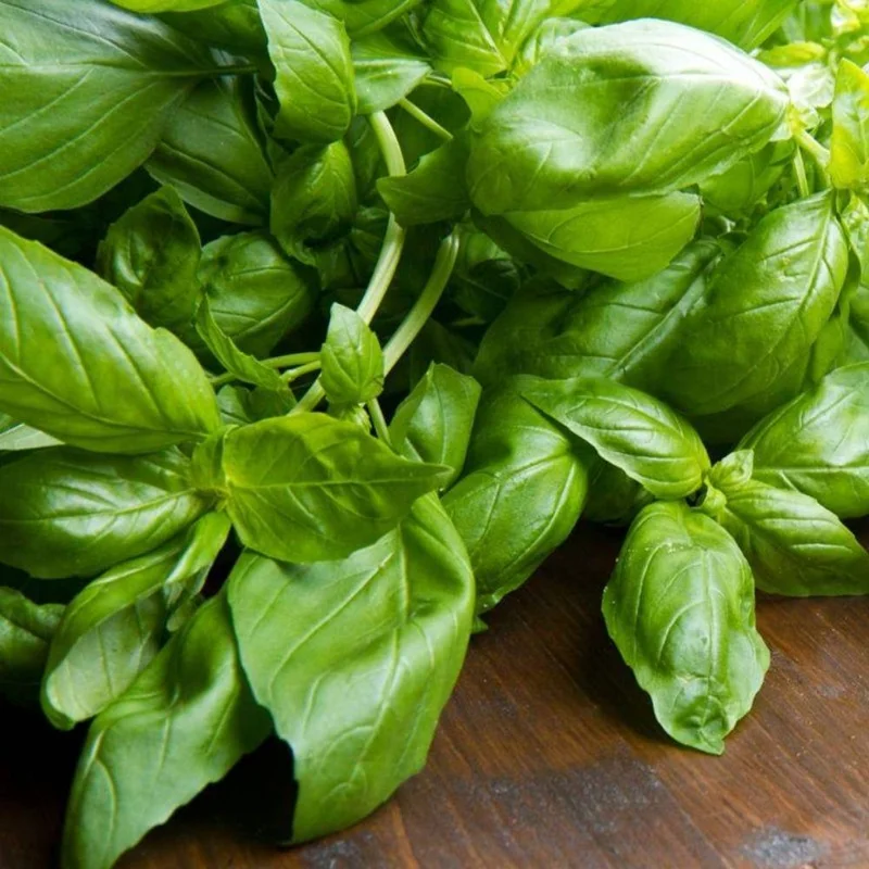 Sweet Basil Live Plant 4-6 Inch Tall - Heirloom Herb for Indoor & Outdoor Sweet Basil Live Plant 4-6 Inch Tall - Heirloom Herb for Indoor & Outdoor - Image 8