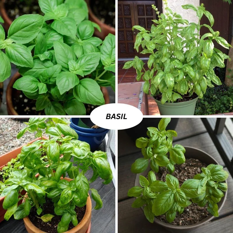 Sweet Basil Live Plant 4-6 Inch Tall - Heirloom Herb for Indoor & Outdoor Sweet Basil Live Plant 4-6 Inch Tall - Heirloom Herb for Indoor & Outdoor - Image 9