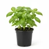 Sweet Basil Live Plant 4-6 Inch Tall - Heirloom Herb for Indoor & Outdoor - Image 1