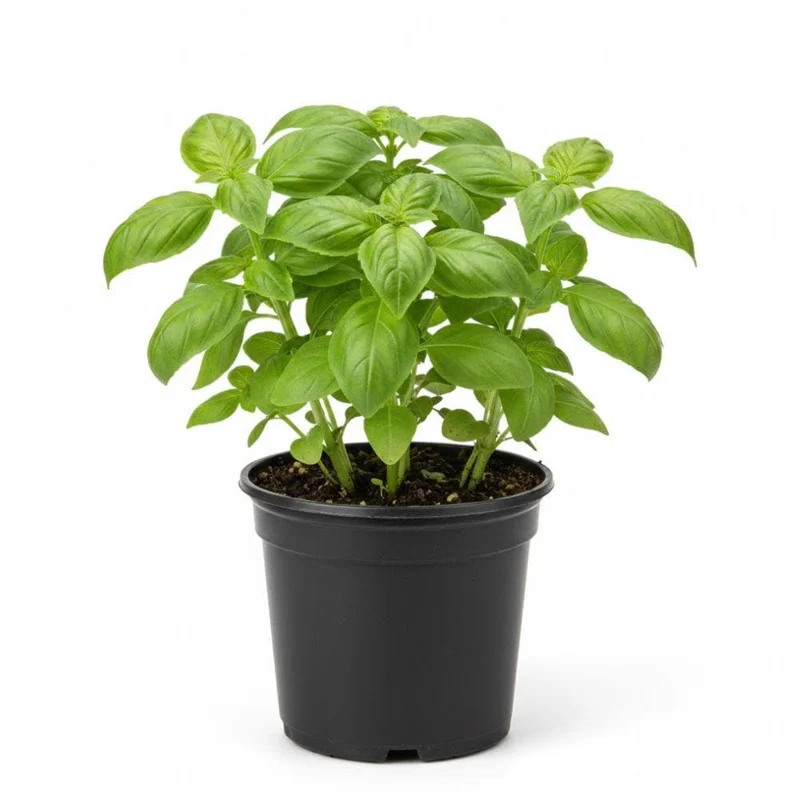 Sweet Basil Live Plant 4-6 Inch Tall - Heirloom Herb for Indoor & Outdoor Sweet Basil Live Plant 4-6 Inch Tall - Heirloom Herb for Indoor & Outdoor - Image 1