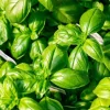 Sweet Basil Live Plant – Large Leaf Basil Herb, 3-5 Inch Tall in 4 Inch Pot, Grow Indoors or Outdoors - Image 1