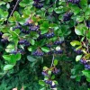 Sweet Black Huckleberry Live Plant for Outdoor Planting, 4-7 Inch Tall, 4 Inch Pot - Image 1