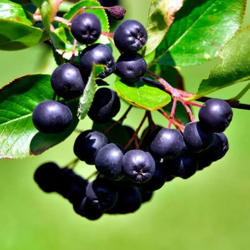 Sweet Black Huckleberry Live Plant for Outdoor Planting, 4-7 Inch Tall, 4 Inch Pot Sweet Black Huckleberry Live Plant for Outdoor Planting, 4-7 Inch Tall, 4 Inch Pot - Image 2