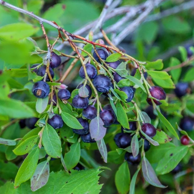 Sweet Black Huckleberry Live Plant for Outdoor Planting, 4-7 Inch Tall, 4 Inch Pot Sweet Black Huckleberry Live Plant for Outdoor Planting, 4-7 Inch Tall, 4 Inch Pot - Image 3
