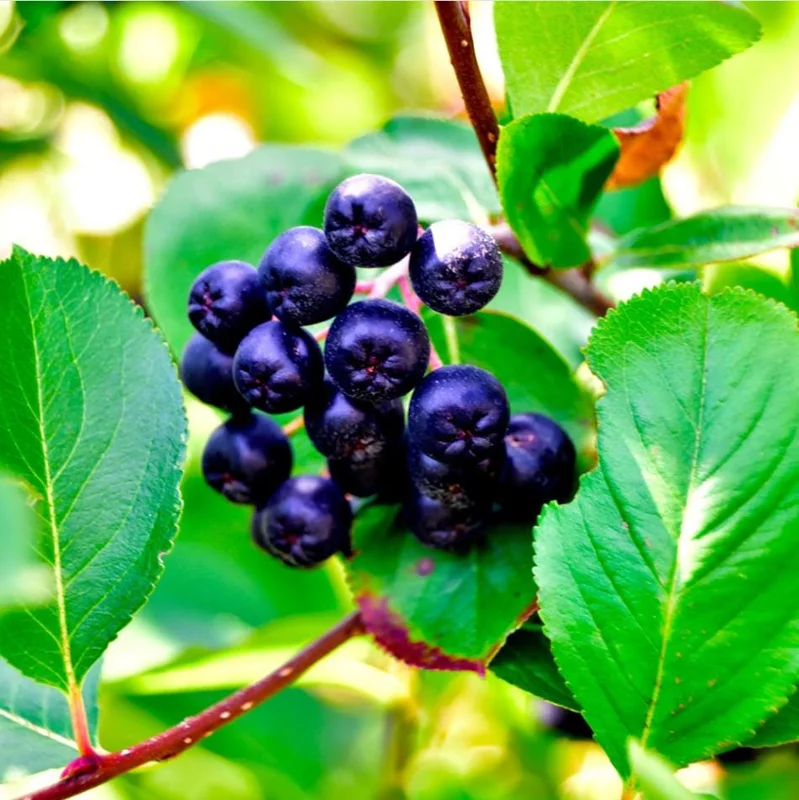 Sweet Black Huckleberry Live Plant for Outdoor Planting, 4-7 Inch Tall, 4 Inch Pot Sweet Black Huckleberry Live Plant for Outdoor Planting, 4-7 Inch Tall, 4 Inch Pot - Image 7