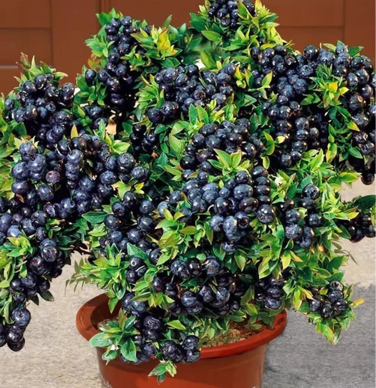 Sweet Black Huckleberry Live Plant for Outdoor Planting, 4-7 Inch Tall, 4 Inch Pot Sweet Black Huckleberry Live Plant for Outdoor Planting, 4-7 Inch Tall, 4 Inch Pot - Image 8