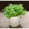Sweet Marjoram Live Starter Plants - 3 Pack, 4-9 Inch Tall Herb for Cooking & Gardens Sweet Marjoram Live Starter Plants - 3 Pack, 4-9 Inch Tall Herb for Cooking & Gardens - Image 1