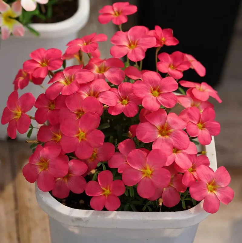 Sweet Potato Oxalis Live Plant – Ornamental Flowering in 4 Inch Pot Sweet Potato Oxalis Live Plant – Ornamental Flowering in 4 Inch Pot - Image 2
