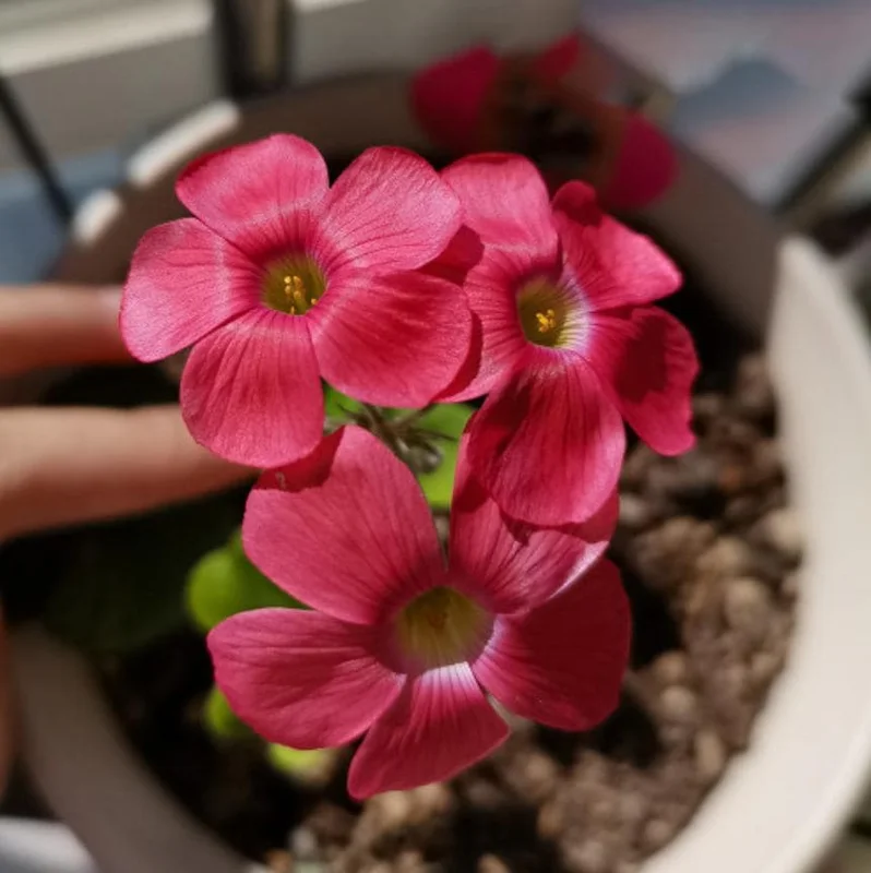 Sweet Potato Oxalis Live Plant – Ornamental Flowering in 4 Inch Pot Sweet Potato Oxalis Live Plant – Ornamental Flowering in 4 Inch Pot - Image 3