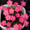 Sweet Potato Oxalis Live Plant – Ornamental Flowering in 4 Inch Pot - Image 1