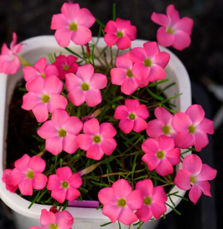 Sweet Potato Oxalis Live Plant – Ornamental Flowering in 4 Inch Pot Sweet Potato Oxalis Live Plant – Ornamental Flowering in 4 Inch Pot - Image 1