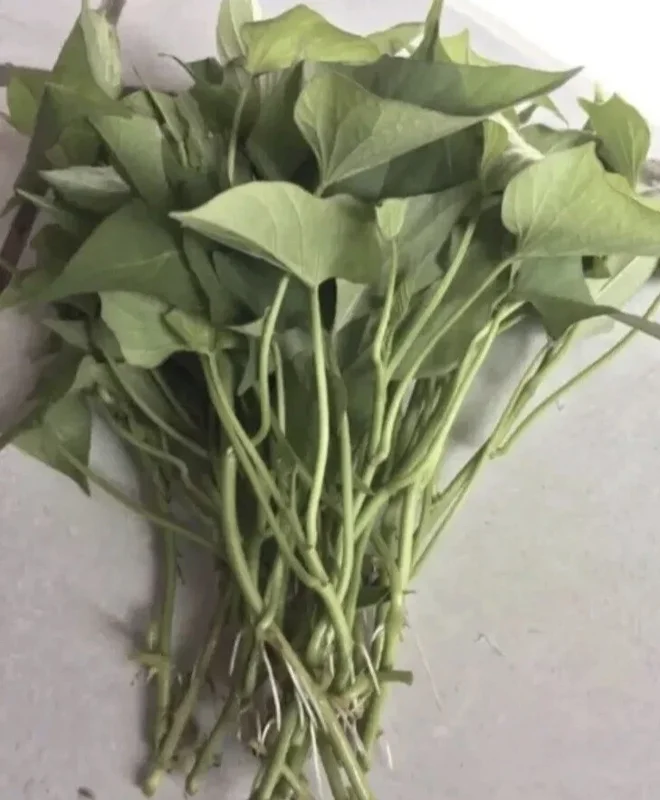 Sweet Potato Slips Live Plants - 20 Count Variety Pack: Purple, Okinawa, Japanese Red, Beauregard for Garden & Patio Sweet Potato Slips Live Plants - 20 Count Variety Pack: Purple, Okinawa, Japanese Red, Beauregard for Garden & Patio - Image 3