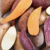 Sweet Potato Slips Variety Pack - 20 Live Cuttings - Okinawa, Red, White, Orange Sweet Potato Slips Variety Pack - 20 Live Cuttings - Okinawa, Red, White, Orange - Image 1