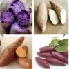 Sweet Potato Slips Variety Pack - 20 Live Slips (Beauregard, White, Purple, Red Japanese) - Medium Sun - Image 1