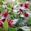 Sweet Shrub Bare Root Plant - Calycanthus floridus - 1-2ft Tall - Outdoor - Image 1