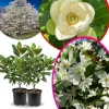 Sweetbay Magnolia Tree Live Plant, 4-inch Pot - Native Magnolia - Image 1